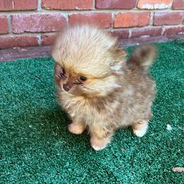 Meg - Chocolate sable female Pomeranian puppy in Inola, Oklahoma from My Bella’s Pomeranians