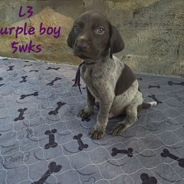 Boy 3 - Liver roan male German Shorthaired Pointer puppy in Dahlonega, Georgia from Pointer Mountain Bird Dogs
