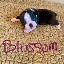 Blossom - Seal and white female Boston Terrier puppy in Brown City, Michigan from Mae Boston Terriers