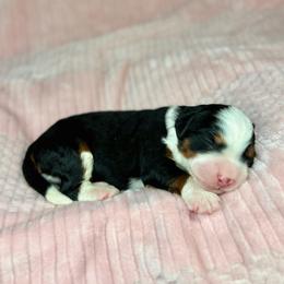 Madden - Tri-color male Bernedoodle puppy in Sugarcreek, Ohio from Cuddly Companion Doodles