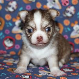 Latte 4,500 - Chocolate sabled fawn female Chihuahua puppy in Cache, Oklahoma from Charming Lil Chihuahuas