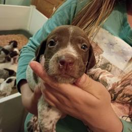 Purple collar - Liver and white female German Shorthaired Pointer puppy in Riverdale, Michigan from Ninemire Farm