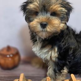 Traditional boy 2 - Black and tan male Yorkshire Terrier puppy in Thornville, Ohio from My precious yorkies
