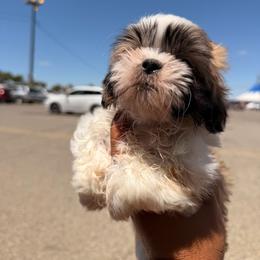 Gigi - Tricolor female Shih Tzu puppy in Apple Valley, California from Garcia_shihtzu