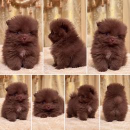 Mozart - Chocolate male Pomeranian puppy in El Paso, Texas from Texas quality pomeranians
