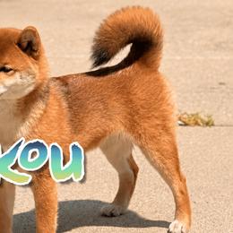Raikou - Shiba Inu