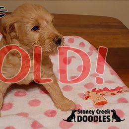 Phoebe - Goldendoodle puppy in Elkton, Virginia from Stoney Creek Doodles