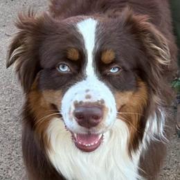 Ascher - Australian Shepherd