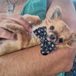 Chihuahua Puppies from Country Charm Chihuahuas