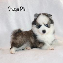 Shuga Pie - Black and white female Pomsky puppy in Denham Springs, Louisiana from Bayouland Pomskies