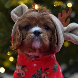 Max - Ruby male Cavalier King Charles Spaniel puppy in Greensboro, North Carolina from Hyde Park Cavaliers
