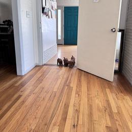 Poodle All Grown Up from Teddy toy poodle house