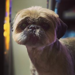 Red - Shih Tzu