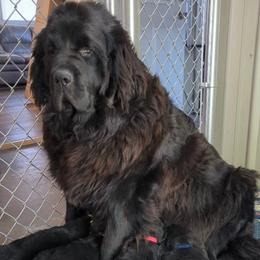 Patsie - Black female Newfoundland puppy in Burfordville, Missouri from Umfleet Farms