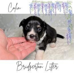 Colin - Black and white male American Corgi puppy in Greenwood, Indiana from Witch Creek Corgis