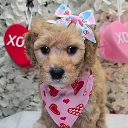 Girl 4 - Apricot female Goldendoodle puppy in Rockledge, Florida from Stormie's Doodles