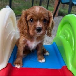 Tucker - Ruby male Cavalier King Charles Spaniel puppy in Auburn, Washington from Enchanted Cavaliers