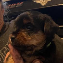 Ava yellow - Black and tan female Yorkshire Terrier puppy in Taylorsville, North Carolina from Mountain Top Hot Tailz