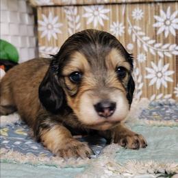 Koda - Cream male Dachshund puppy in Thomaston, Georgia from UGG Ranch