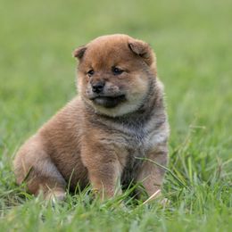 Girl 2 - Red female Shiba Inu puppy in Hephzibah, Georgia from Evenfalls Shiba Inu