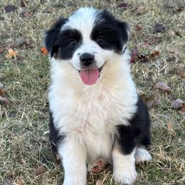 Little Ann - Black tri-color female Australian Shepherd puppy in Piedmont, Oklahoma from 101 Aussies