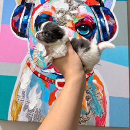 Vegas - Blue merle male Pomeranian puppy in Las Vegas, Nevada from Ice City Pomeranians