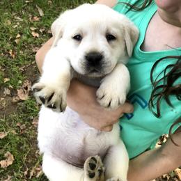 Labrador Retriever Puppies from Kingridge Kennels