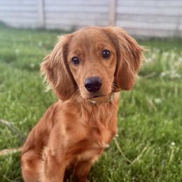 Ember - Golden Retriever
