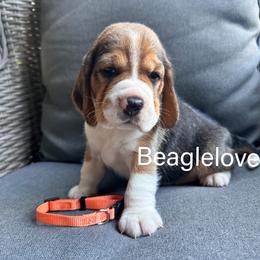 Knox - Black tan and white male Beagle puppy in Monticello, Georgia from Beaglelove