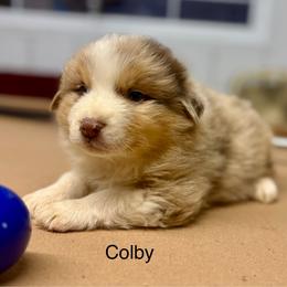 COLBY - Red merle male Australian Shepherd puppy in Sheridan, Arkansas from Runnin’ Wild Ranch Aussies