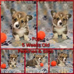 Pop - Sable male Pembroke Welsh Corgi puppy in Kiowa, Colorado from Cool Water Corgis LLC