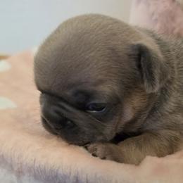 Boy 1 - Blue fawn male French Bulldog puppy in Crane, Missouri from James River French Bulldogs