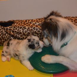 Australian Shepherd Puppies from Highline