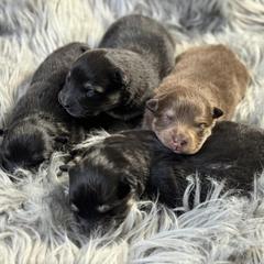Finnish Lapphund Puppies from Tulikettu Kennel