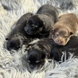 Finnish Lapphund Puppies from Tulikettu Kennel