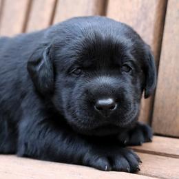 Autumn - Black female Labrador Retriever puppy in Camden, Indiana from Prebleridge Acres