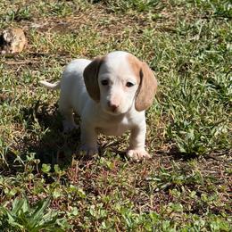 Ckc Blue based red extreme dapple piebald - Piebald female Dachshund puppy in Anderson, California from Golden Paws Dachshunds