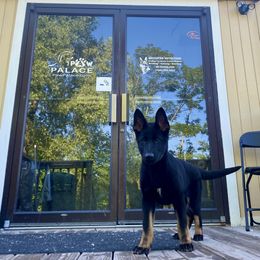 German Shepherd All Grown Up from Vom Stainherz kennels