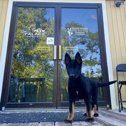 German Shepherd All Grown Up from Vom Stainherz kennels