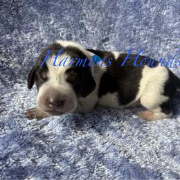 Dallas - Blue ticked male Bluetick Coonhound puppy in Mount Pleasant, Texas from Harmons Hounds