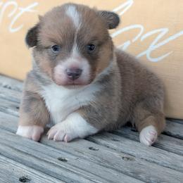 Wolfe - Blue male Pembroke Welsh Corgi puppy in Tonkawa, Oklahoma from Oaken Ridge Corgis