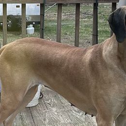 Scarlett - Great Dane