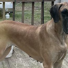 Scarlett - Great Dane