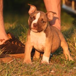 Camelot - Red sable female American Bully puppy in Orlinda, Tennessee from SimplyBullies