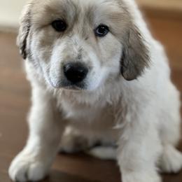 Dachshund and Great Pyrenees Puppies from Mulberry Meadow Farms