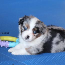 Gigi - Blue merle female Miniature American Shepherd puppy in Mineola, Texas from Southern Star Miniature American Shepherds