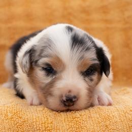 Naomi - Blue merle female Australian Shepherd puppy in Weatherford, Texas from Ridgestar Aussies