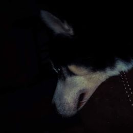 Siberian Husky Puppies from Xk siberians