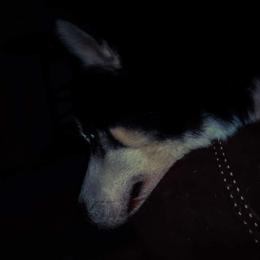 Siberian Husky Puppies from Xk siberians