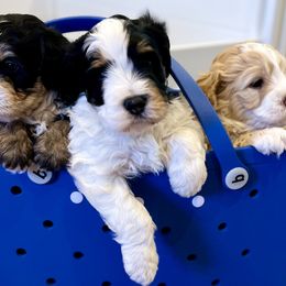 Bernedoodles from Harding Doodles